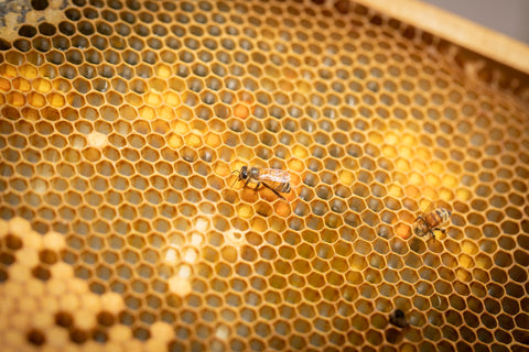 Beeswax