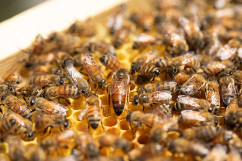 Garlic infused Honey