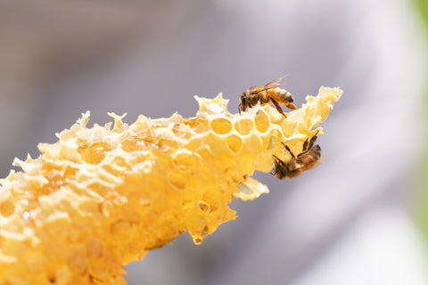 Raw Jelly Bush Honey