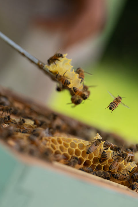 Ginger infused Honey