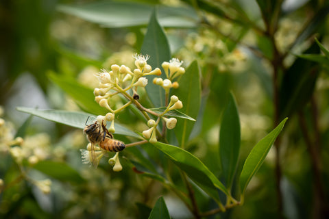 Raw Jelly Bush Honey