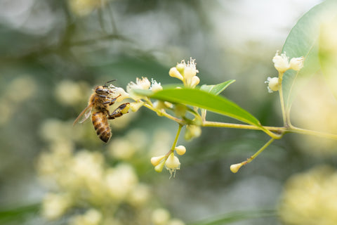 Raw Creamed Honey