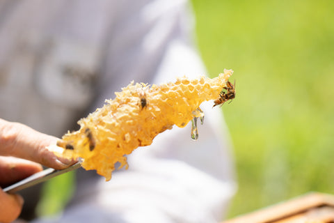 Raw Rainforest Honey